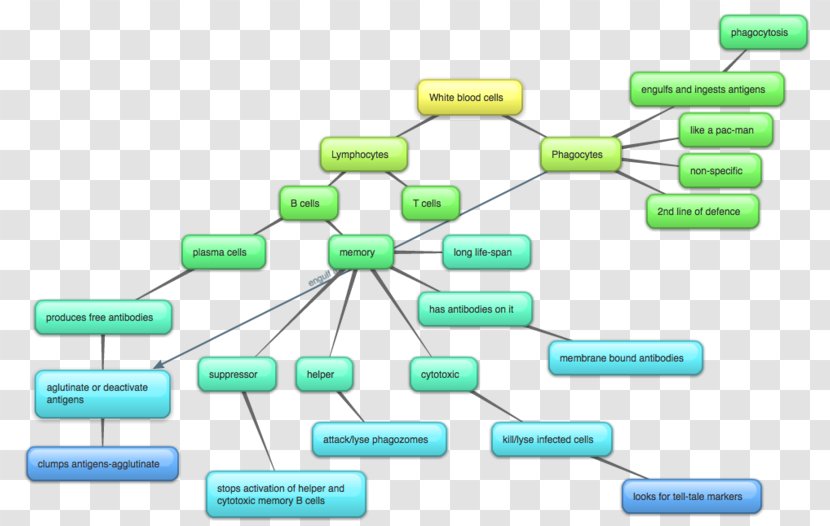 Essay Photosynthesis Writing Organization Chart - Flowchart - Animation Kids Transparent PNG