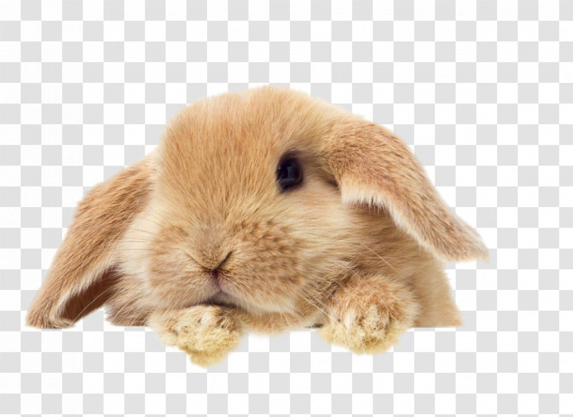 Cruelty-free The Body Shop Cosmetics Animal Testing Lush - Hare - Tummy Rabbit Transparent PNG