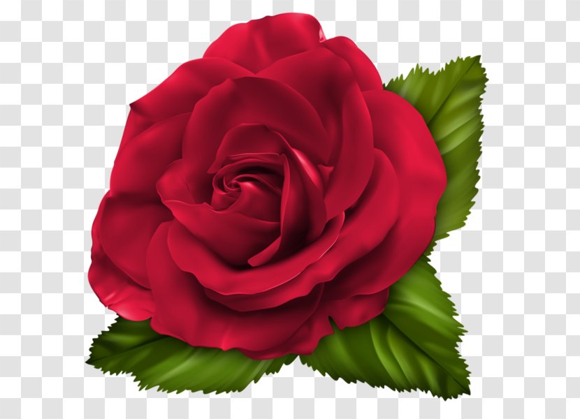 Garden Roses Cabbage Rose Floribunda Cut Flowers Carnation - Family - Jaime Icon Transparent PNG