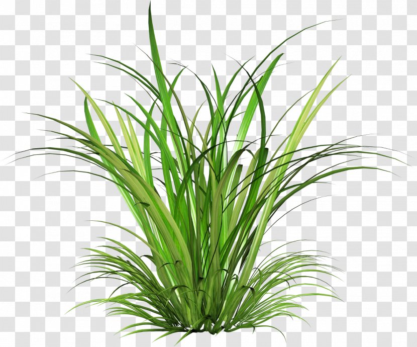 Cymbopogon Martinii Green - Garden - Fairy Tale Grass Transparent PNG