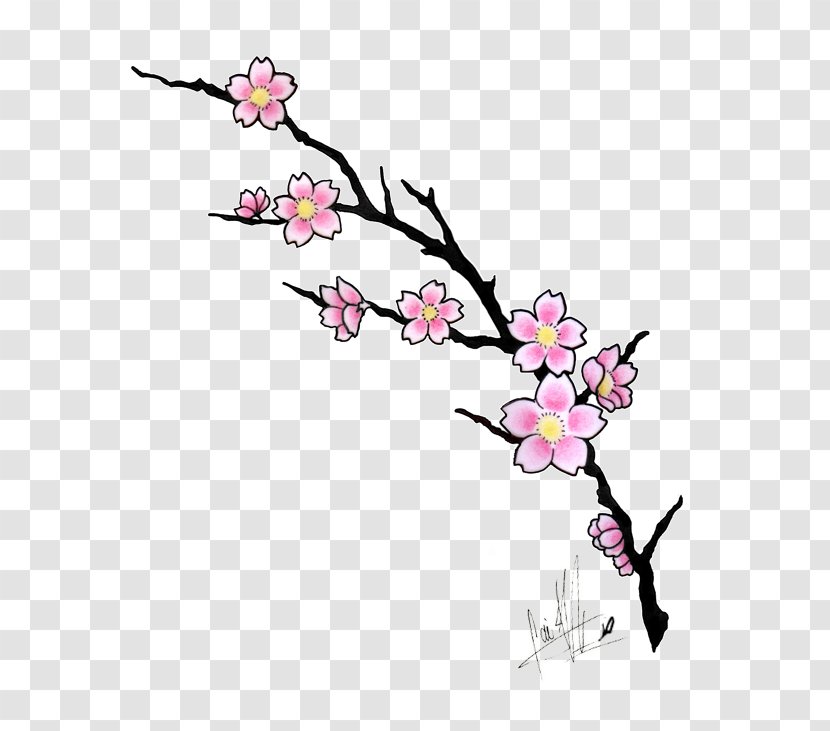 Cherry Blossom Drawing Clip Art - Pencil Transparent PNG