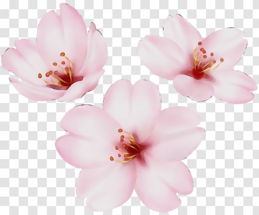 Cherry Blossom - Magnolia Family Transparent PNG