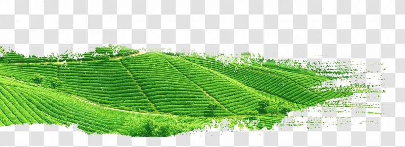 Green Tea Yum Cha White - Grass Family - Garden Transparent PNG