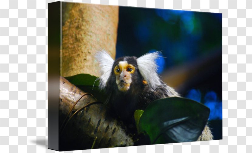 New World Monkeys Marmot Imagekind Art - Organism Transparent PNG