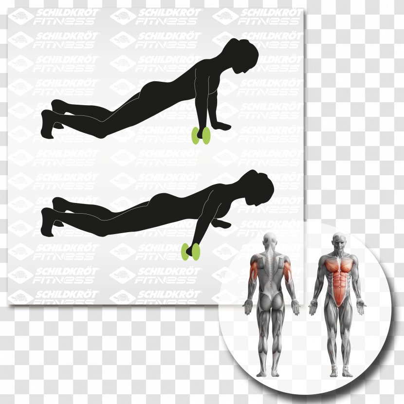 Human Body Anatomy Muscle Abdominal Exercise - Knee - Torro Transparent PNG