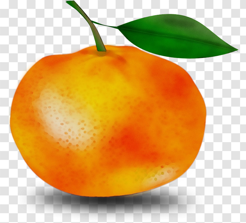 Orange Transparent PNG