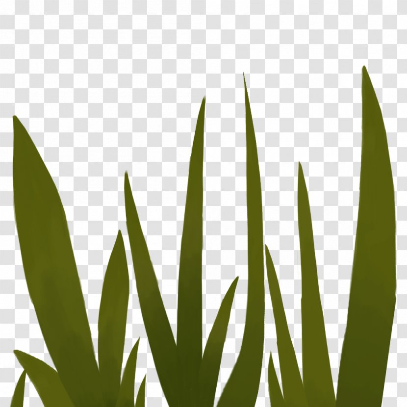 Leaf Grasses Plant Stem Font - Grass Family Transparent PNG