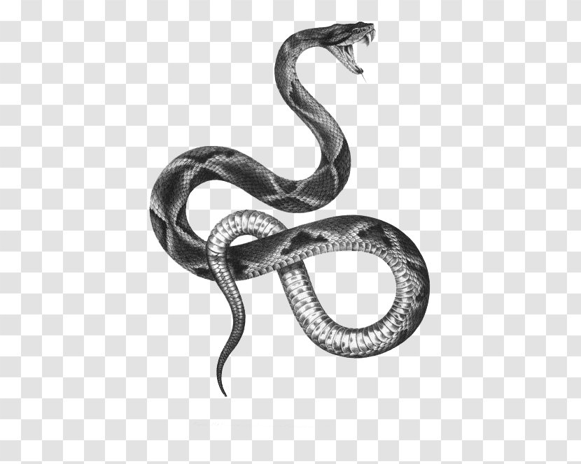 The Snakes Of Australia Tattoo Artist Black-and-gray - Human Skull Symbolism - Snake Transparent PNG