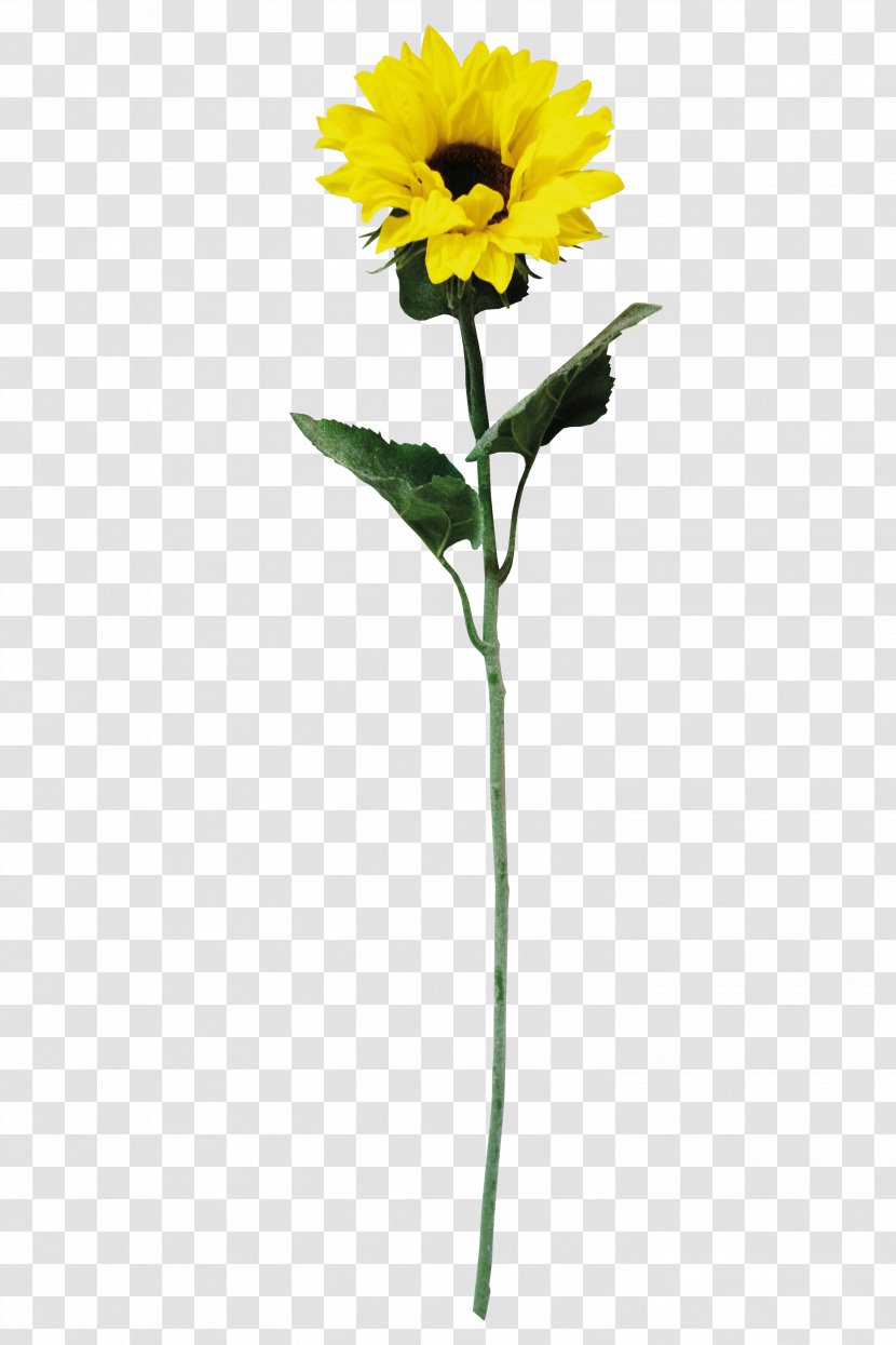 Common Sunflower Yellow Download Petal Transparent PNG