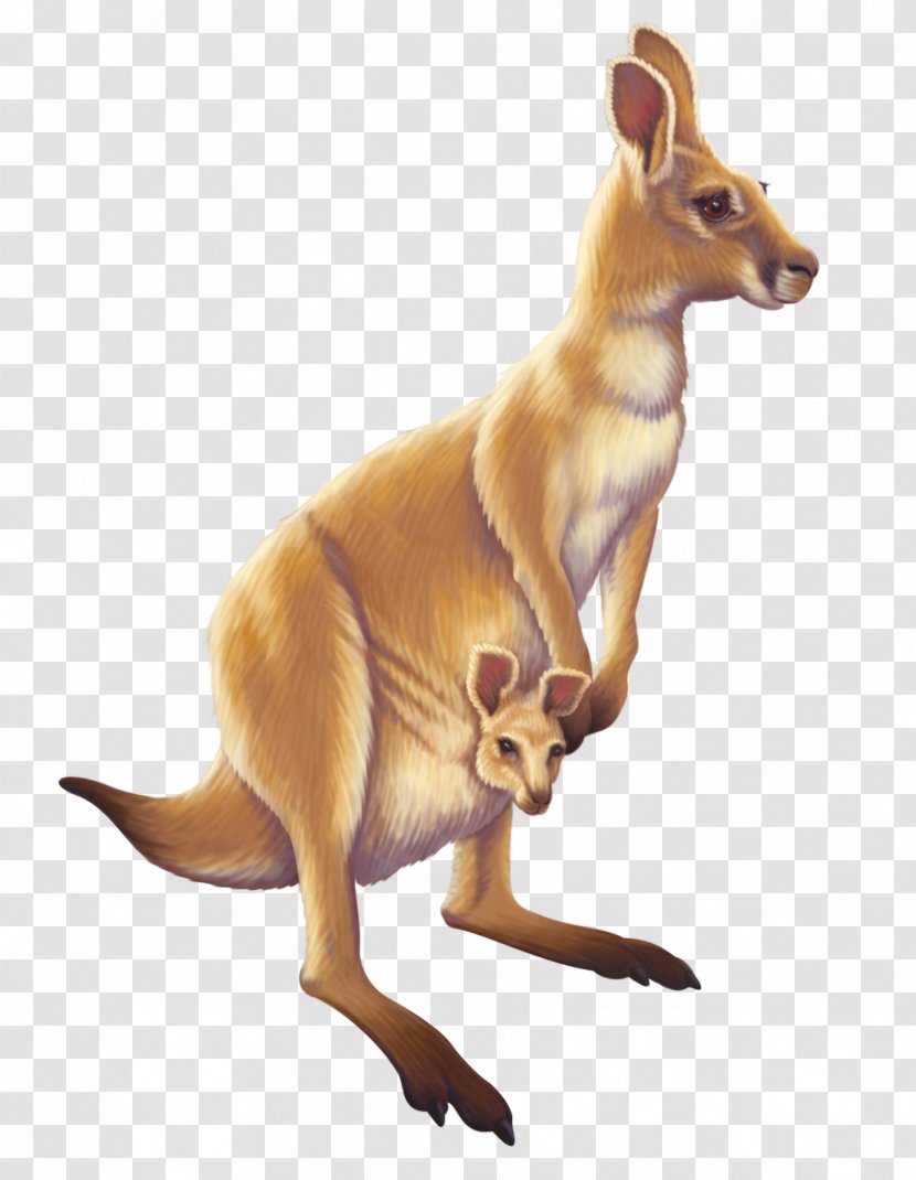 Australia Kangaroo Animal - Snout Transparent PNG