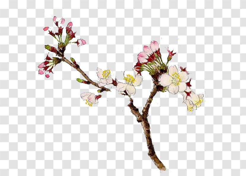 Japan Watercolor Painting Drawing Clip Art - Spring - Plum Flower Transparent PNG