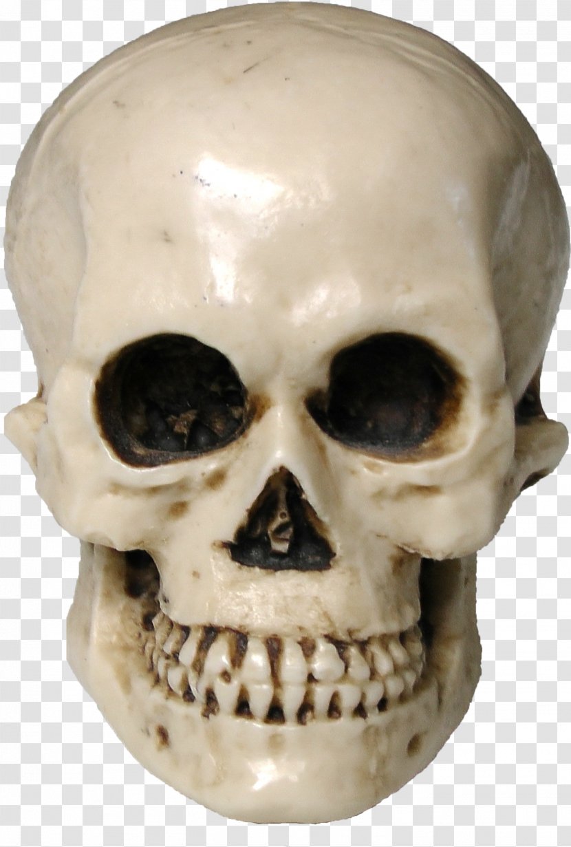 Skull Human Skeleton Drawing - Head Transparent PNG