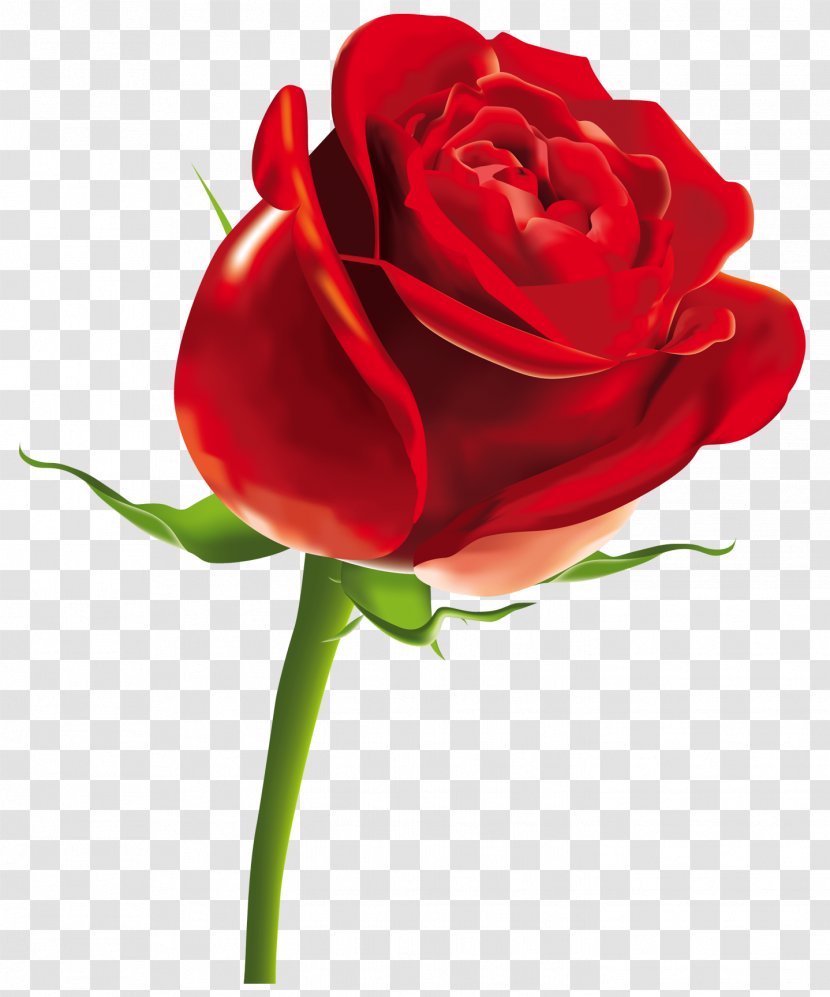 Rose Computer File - Order - Red Clipart Picture Transparent PNG
