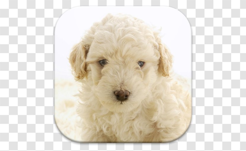 Miniature Poodle Lagotto Romagnolo Standard Cockapoo Spanish Water Dog - Puppy Transparent PNG