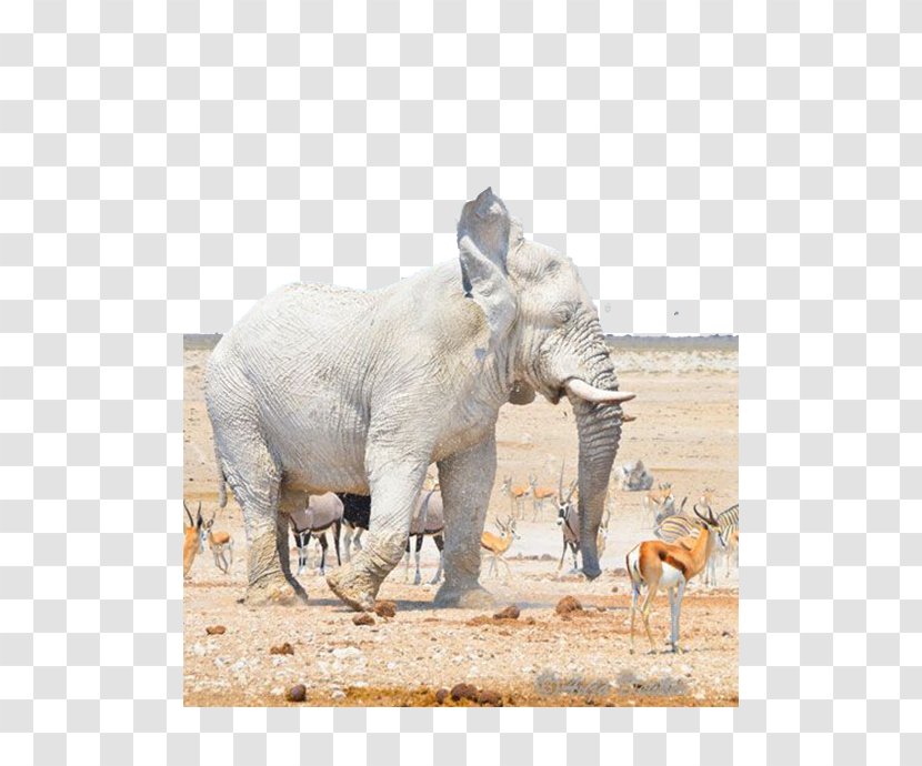 Nebrownii Hills Like White Elephants Etosha National Park - African Elephant - World Transparent PNG