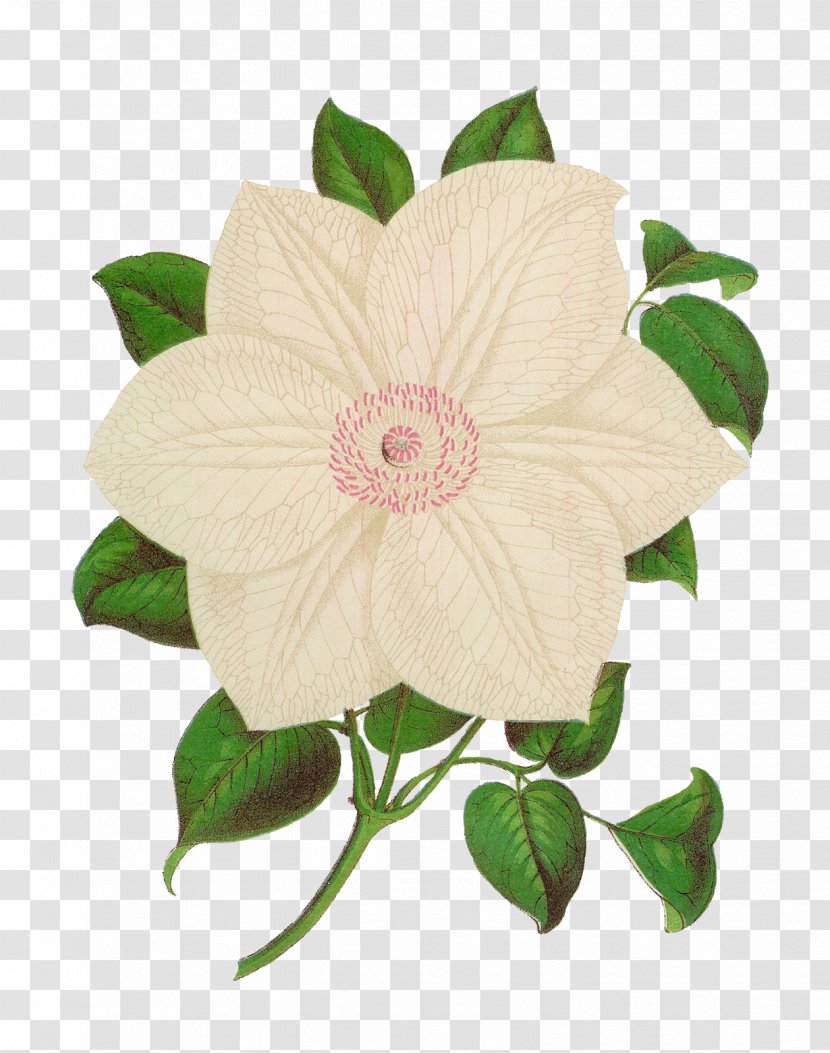 Centifolia Roses Flower Plant Botany Antique - White Rose Transparent PNG