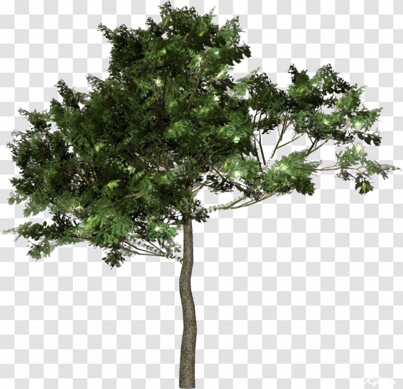 Tree Forest Clip Art - Information Transparent PNG