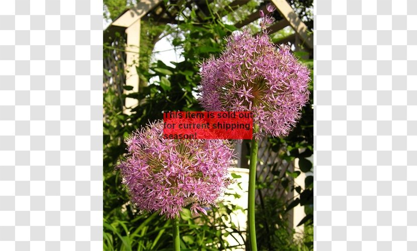 Shrub Annual Plant Genus Onion - Purple - Bulb Transparent PNG