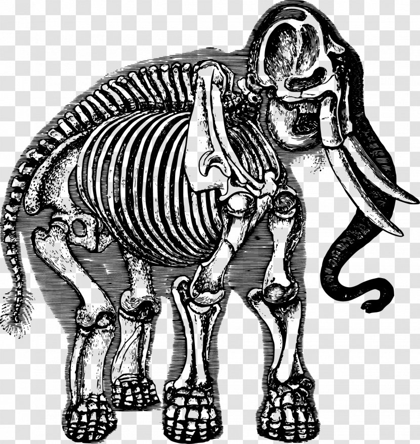 Elephant Human Skeleton Clip Art - Extinction - Vector Transparent PNG