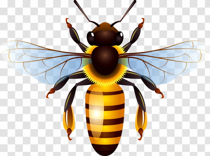 Honey Bee Clip Art - Pollinator Transparent PNG