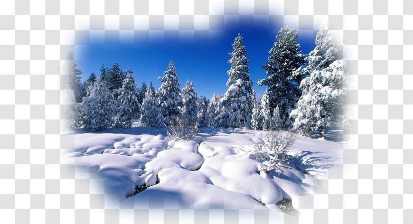 Desktop Wallpaper Winter Photography - Frost Transparent PNG