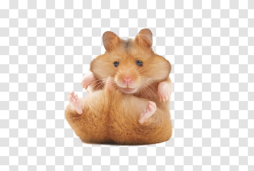 hamster transparent