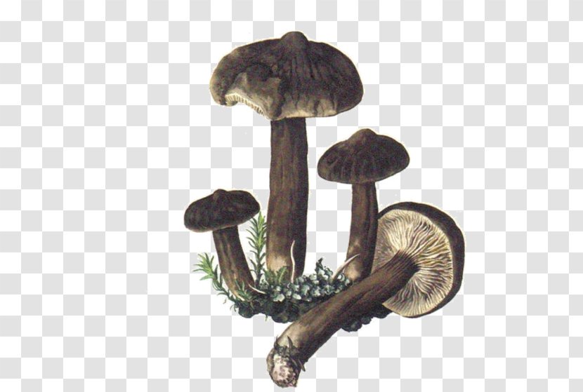 Shiitake Mushroom Fungus Boletus Edulis Map - Edible Transparent PNG