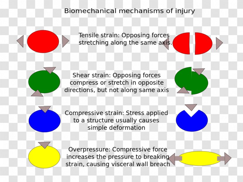 Sports Injury Biomechanics Organism - Text - Common Berthing Mechanism Transparent PNG