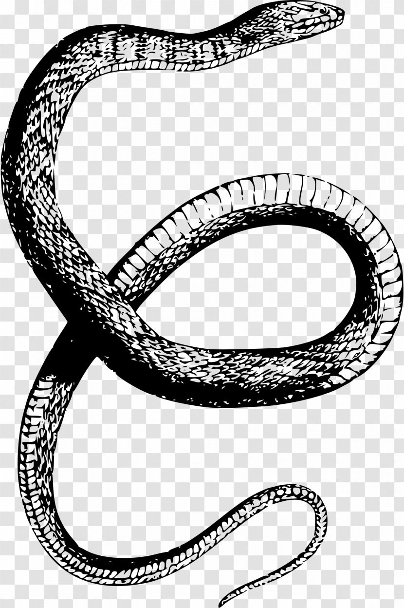 Snake Drawing Clip Art - Viper - Snakes Transparent PNG