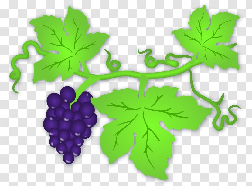 Common Grape Vine Wine Leaves Clip Art - Grapes Images Transparent PNG