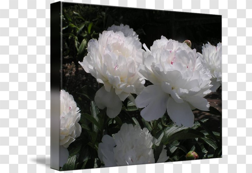 Peony Rose Family Herbaceous Plant Shrub - Flowering Transparent PNG