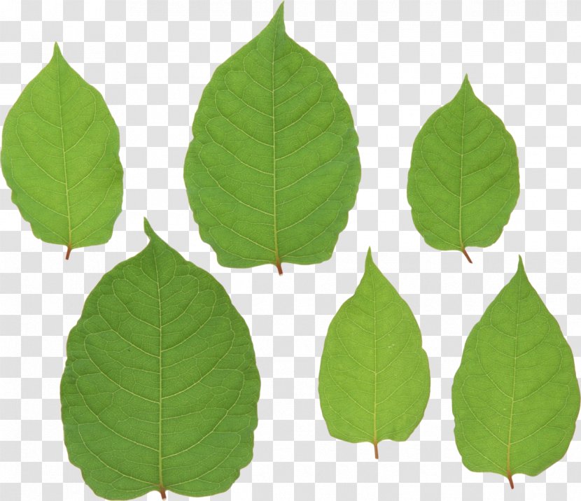 Leaf Green Image File Formats Transparent PNG