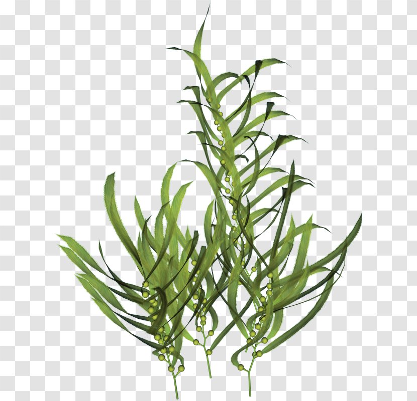 PaintShop Pro PhotoFiltre Animation Shop Seaweed - Seabed - Herb Transparent PNG