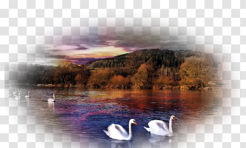 Bird Mute Swan Desktop Wallpaper Sunset Nature - Reflection - Swans Transparent PNG
