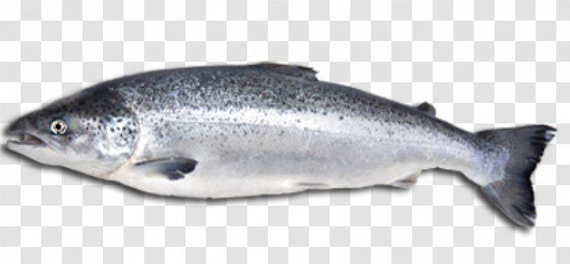 Atlantic Salmon Fish Salmonids Food - Eating - Eat Transparent PNG