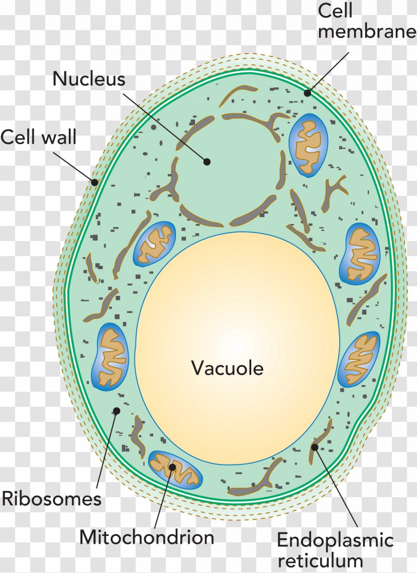 Penicillium Roqueforti Vacuole Cell Yeast Bacteria - Microscope Transparent PNG