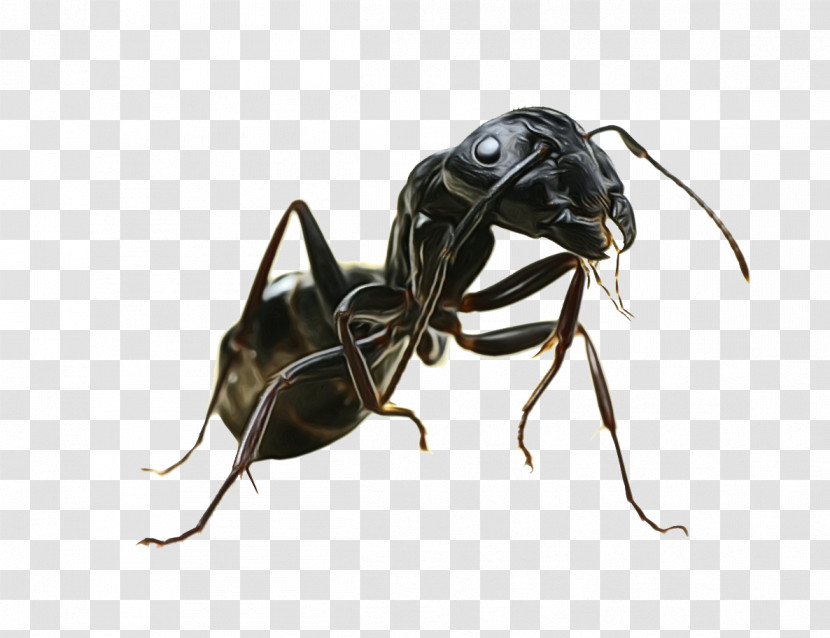 Insect Carpenter Ant Pest Ant Stable Fly Transparent PNG