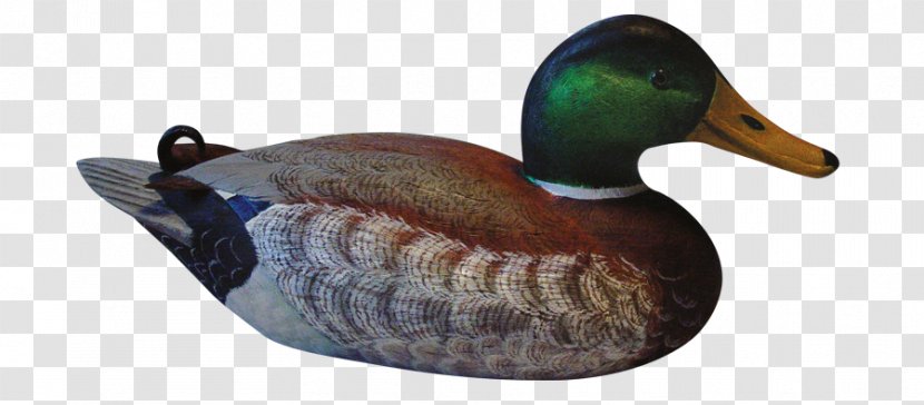 Mallard Wood Duck - Canvasback Transparent PNG