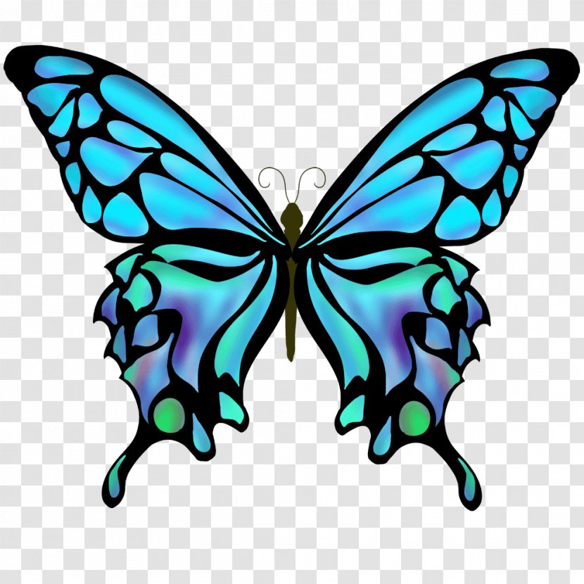 Swallowtail Butterfly Drawing Color - Invertebrate Transparent PNG