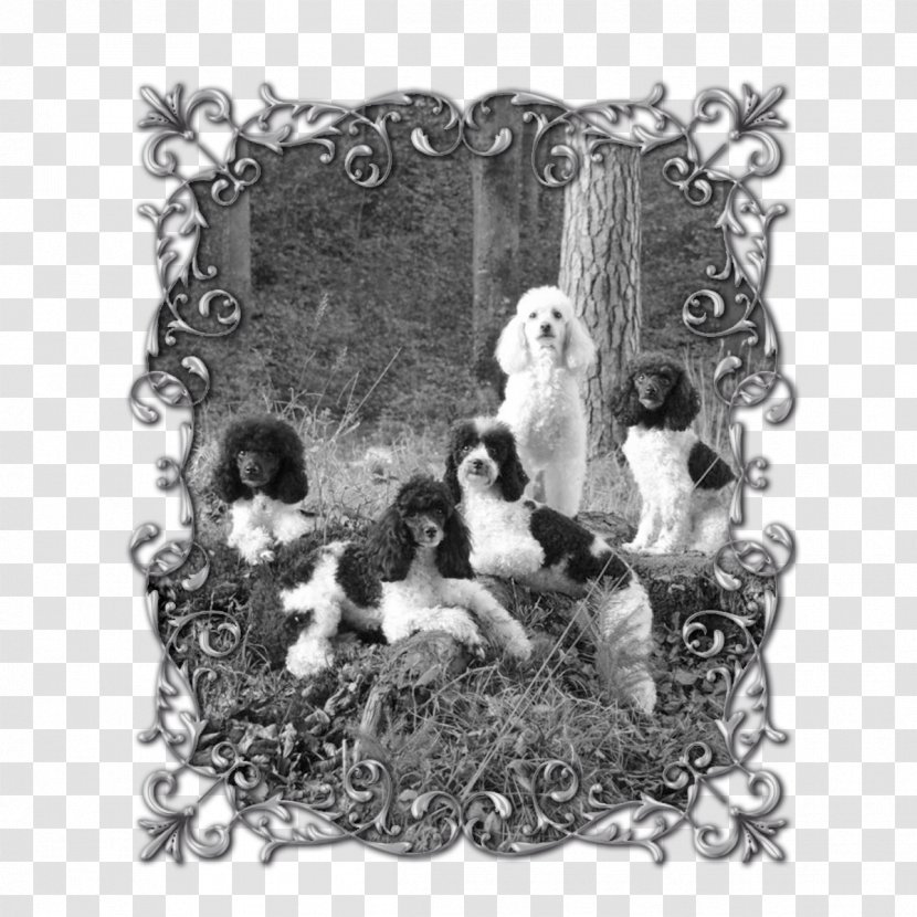 Picture Frames White Animal - Pudel Transparent PNG