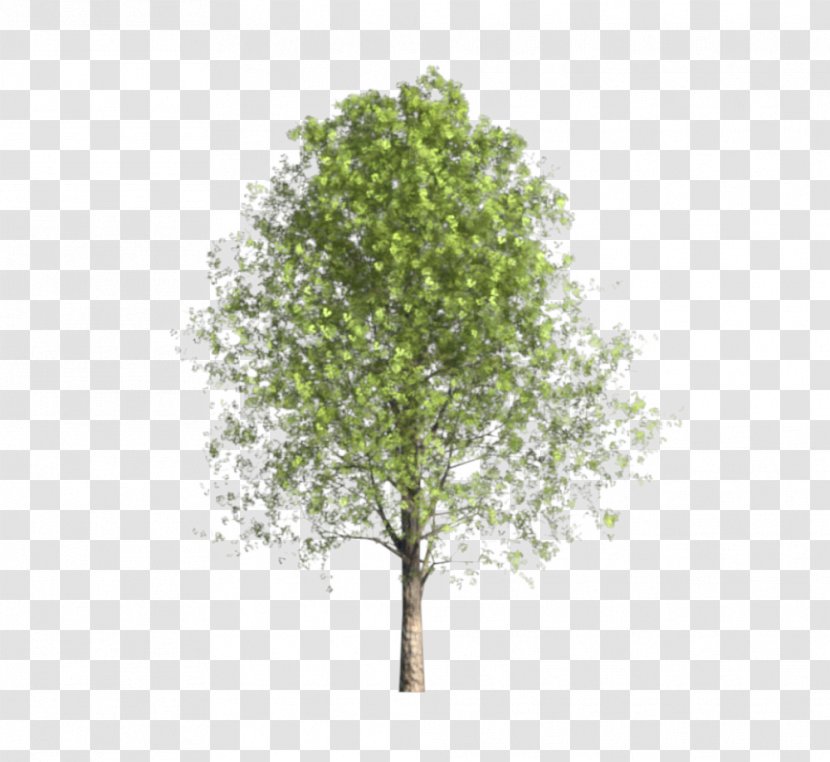 Oak Plane Trees Tree Family - Plant - Japones Transparent PNG