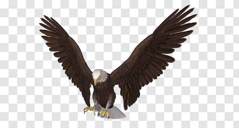 Bald Eagle Clip Art - Sea - Vector Transparent PNG