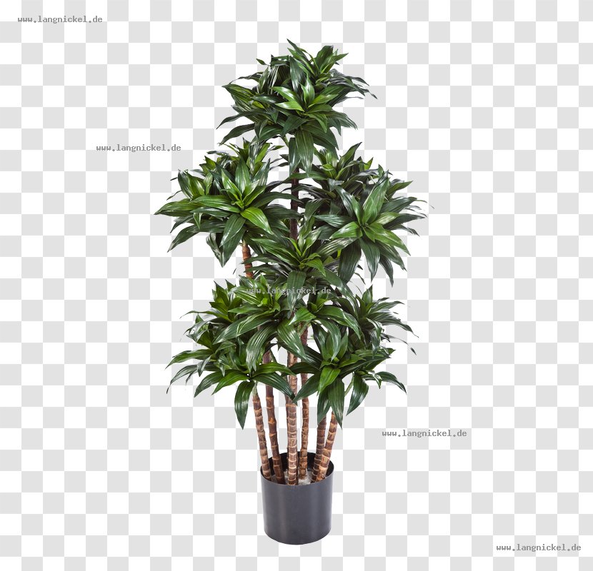 Dracaena Fragrans Tree Plant Flowerpot Leaf - Stem Transparent PNG