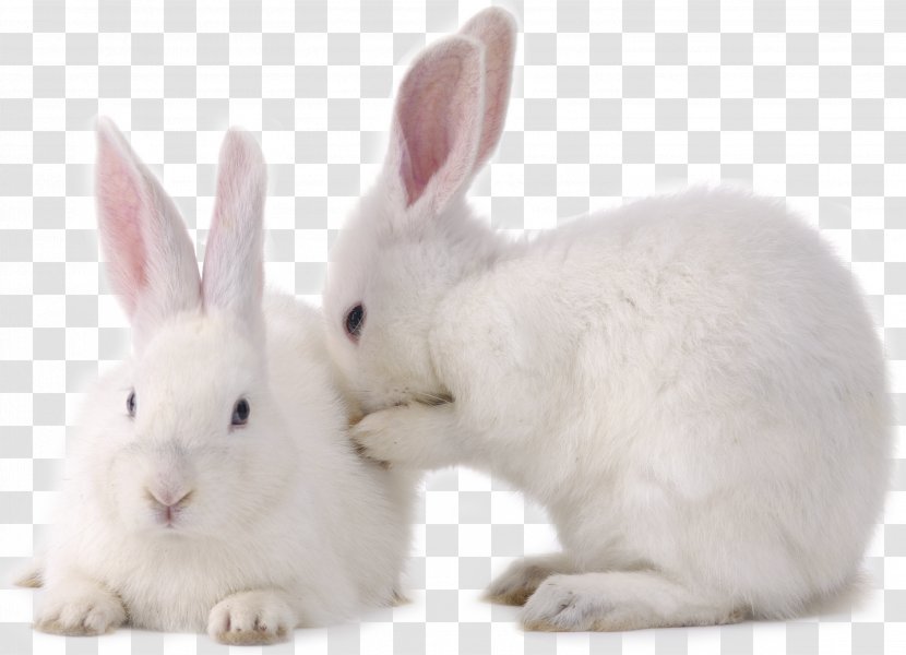 Hare Bunnies And Rabbits European Rabbit Little - Dog - Two Transparent PNG
