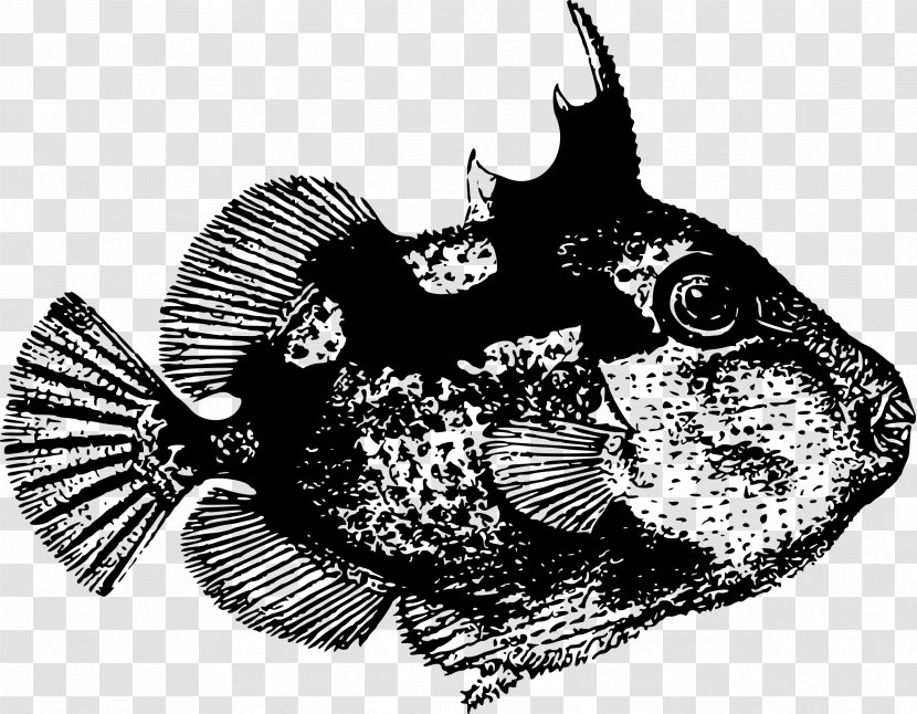 Drawing Starry Triggerfish - Marine Fish Transparent PNG