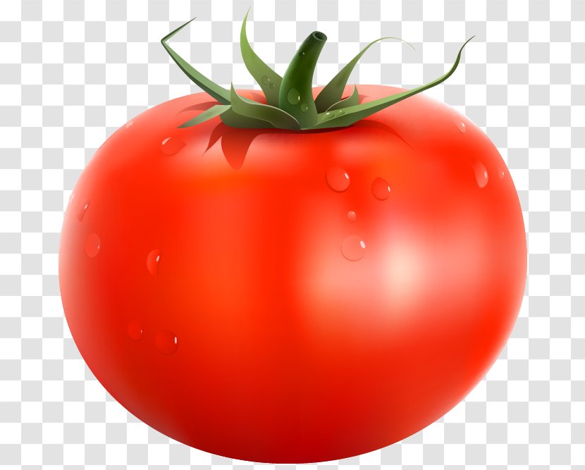 Papua New Guinea Tomato Vegetable - Openoffice Draw - Clipart Picture Transparent PNG