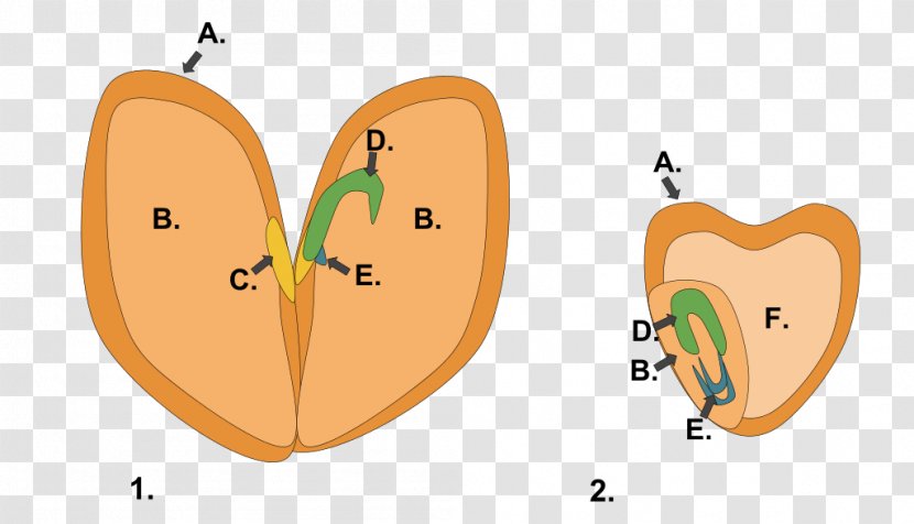 Dicotyledon Seed Endosperm Fruit - Silhouette - Seeds Transparent PNG