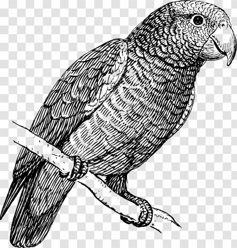 Drawing Budgerigar Amazon Parrot Clip Art - Wildlife - Organism Transparent PNG