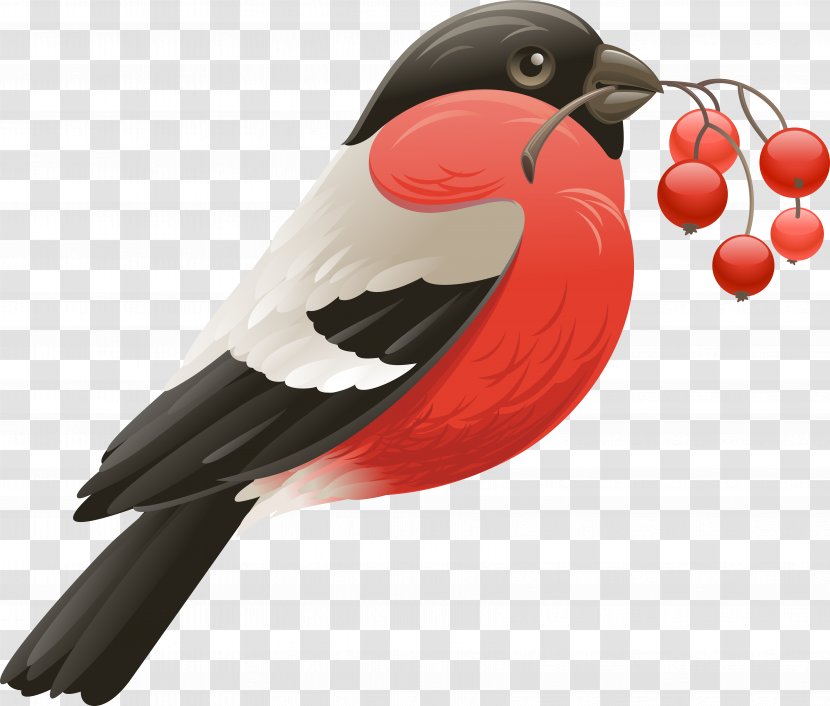 Jerrycan - Red - Bird Transparent PNG