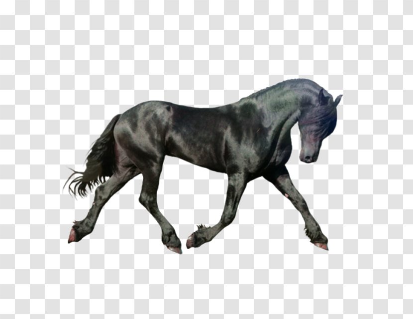 Arabian Horse Mustang Stallion Friesian Pony - Black Transparent PNG